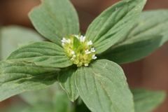 Mitracarpus villosus